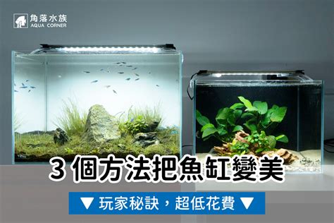 魚缸造景|最適合新手的水草缸與魚！23cm 小榕鬥魚造景缸！ 